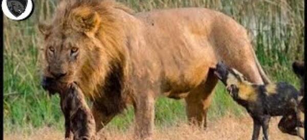 عکس حیوانات درنده شیر