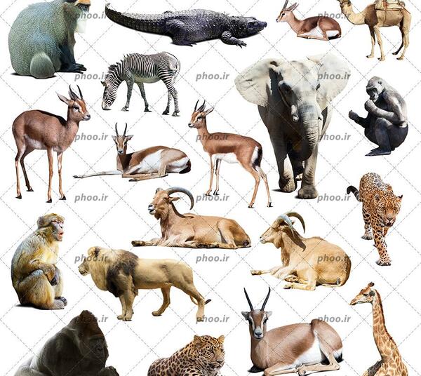 عکس حیوانات درنده شیر