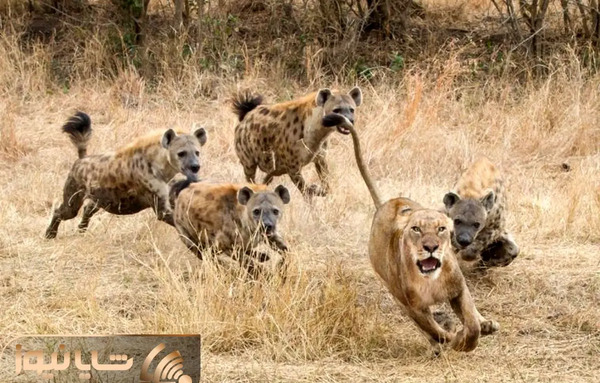 عکس حیوانات درنده شیر