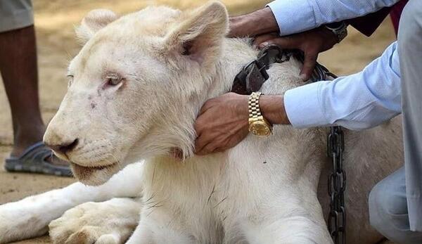 عکس حیوانات باغ وحش اصفهان
