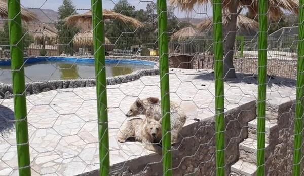 عکس حیوانات باغ وحش صفادشت