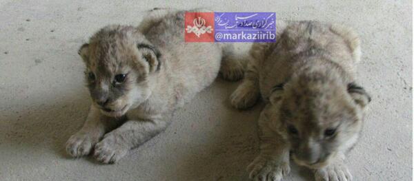 عکس حیوانات باغ وحش اراک