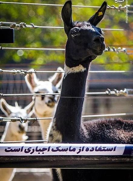 عکس حیوانات باغ وحش تهران
