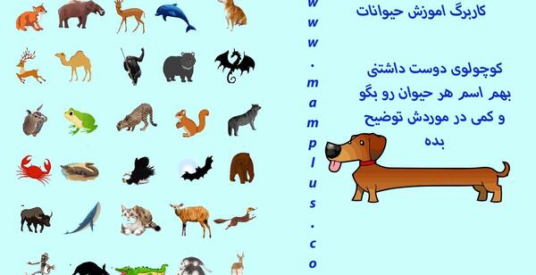 عکس حیوانات روی کاغذ رنگی