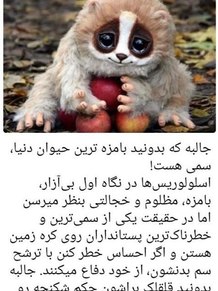 عکس های حیوانات سمی