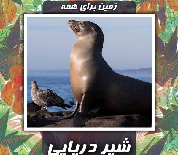 عکس حیوانات شیر دریایی