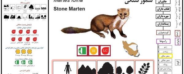 عکس های حیوان سمور