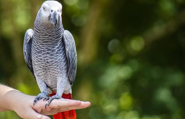 عکس حیوان طوطیا نیوز