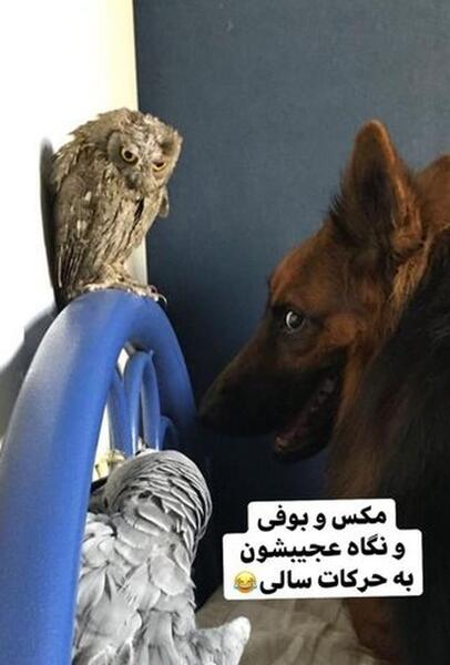 عکس از حیوانات عجیب غریب