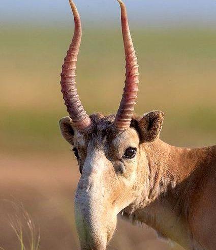 عکس از حیوانات عجیب غریب