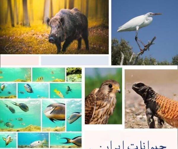 عکس های حیوانات گوشتخوار