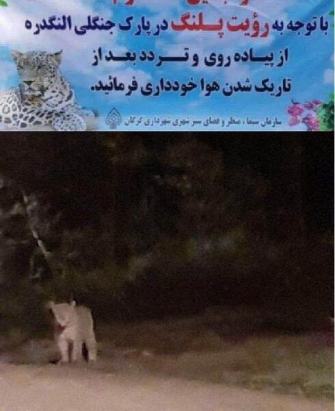 عکس حیوانات گرگان
