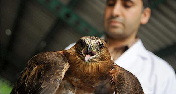 عکس حیوانات گرگان