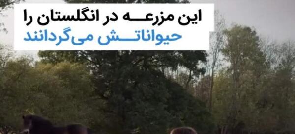 عکس مزرعه حیوانات اهلی واقعی