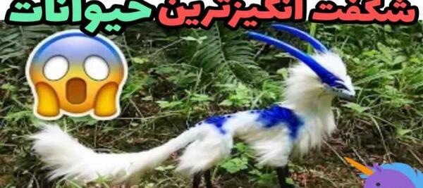 عکس نادرترین حیوانات جهان