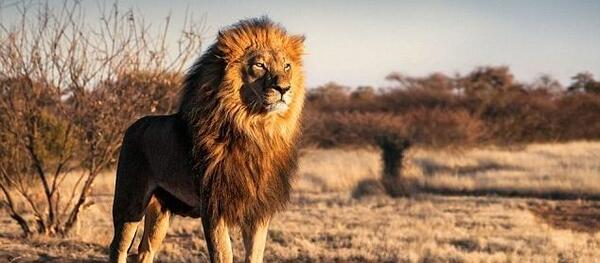 عکس انواع حیوانات وحشتناک