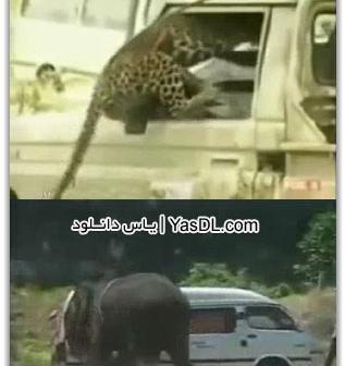 عکس حیوانات وحشی وحشتناک