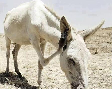 عکس حیوانات های بامزه