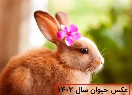 عکس حیوان سال ۱۳۹۰