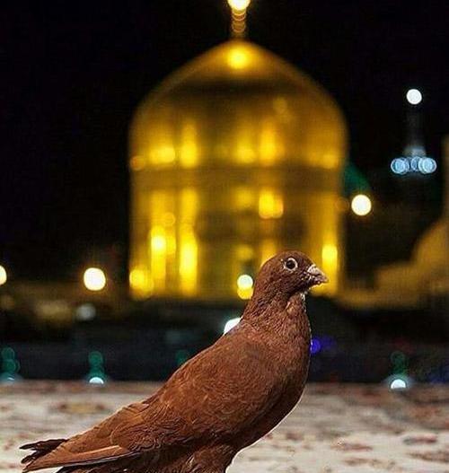 عکس حرم امام رضا بطلب اقا