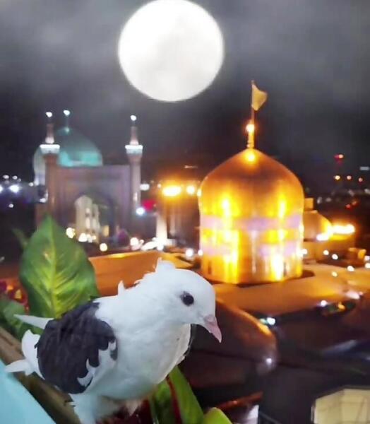عکس زیبا از حرم امام رضا برای استوری