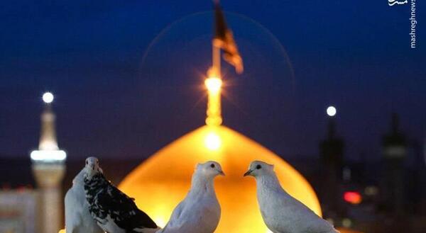 عکس حرم امام رضا در شهادت