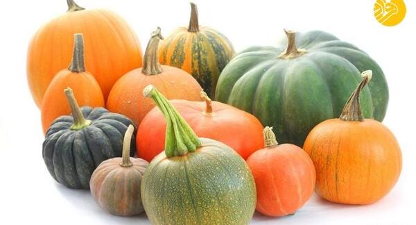 عکس کدو حلوایی و کدو تنبل
