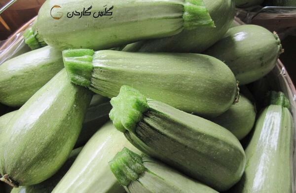 عکس کدو حلوایی نارس