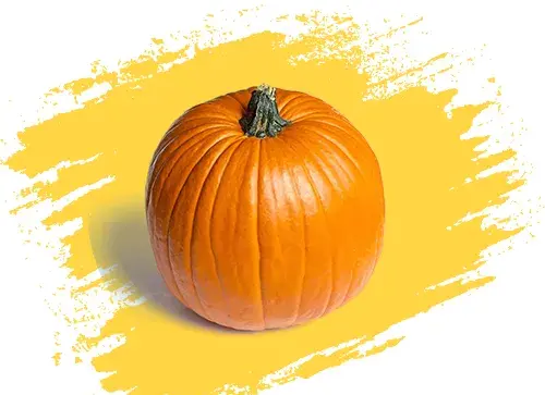 عکس کدو حلوایی نارس