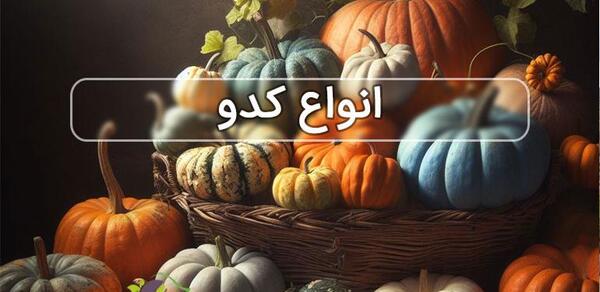 عکس کدو حلوایی نارس