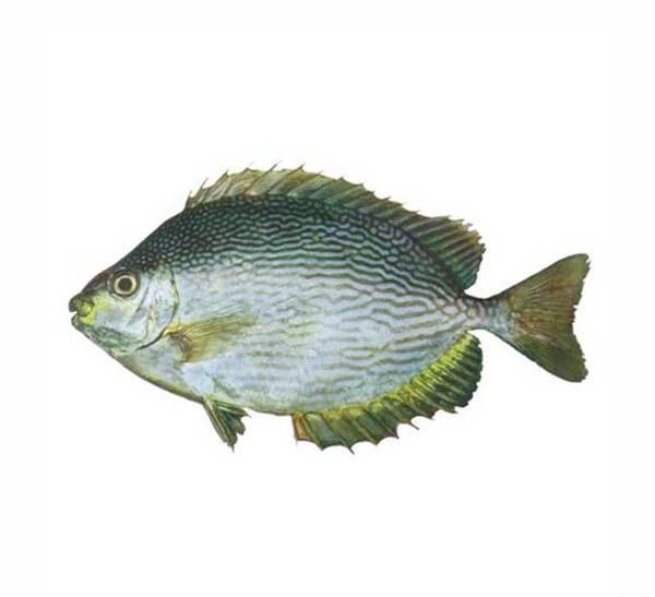 عکس ماهی حلوا صافی