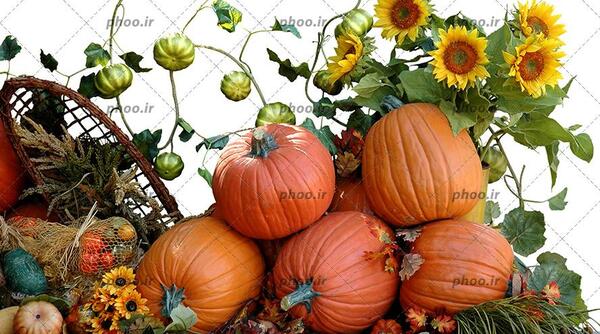 عکس های کدو حلوایی