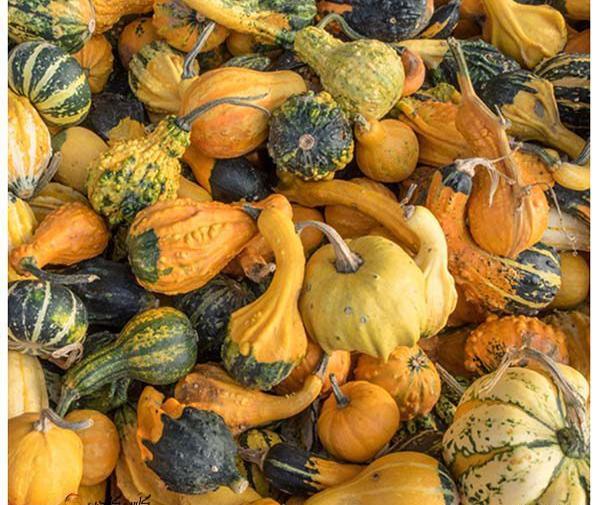 عکس های کدو حلوایی
