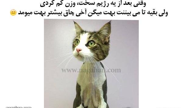 عکس خنده دار از چاقی