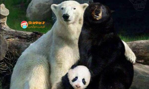 عکس خنده دار حیوان ها