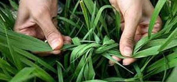 عکس های خنده دار سیزده بدر