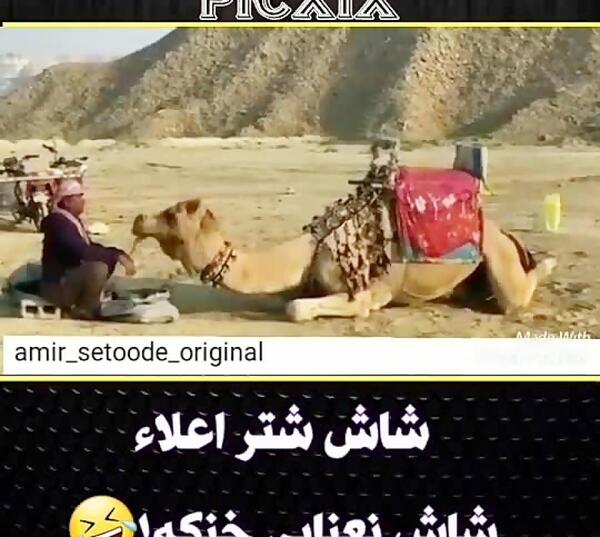 عکس خنده دار از شتر