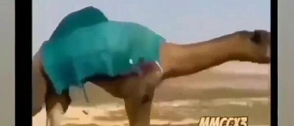 عکس خنده دار از شتر