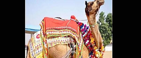 عکس خنده دار از شتر