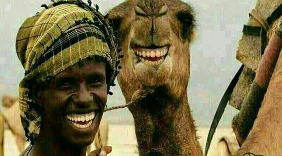 عکس خنده دار از شتر