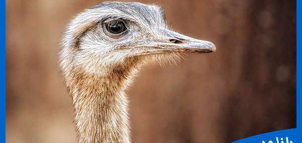 عکس خنده دار از شتر مرغ