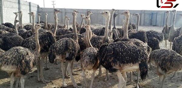 عکس خنده دار از شتر مرغ