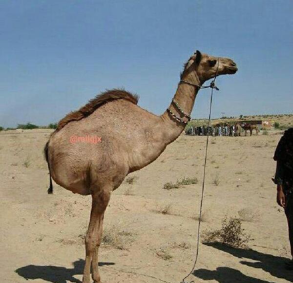 عکس های خنده دار شتر مرغ