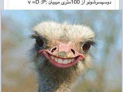 عکس های خنده دار شتر مرغ
