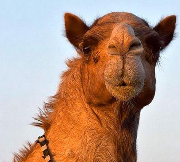 بامزه عکس شتر خنده دار