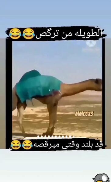 بامزه عکس شتر خنده دار