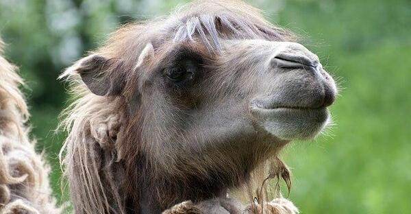 بامزه عکس شتر خنده دار
