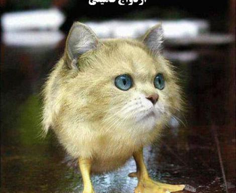 عکس خنده دار ازدواج فامیلی