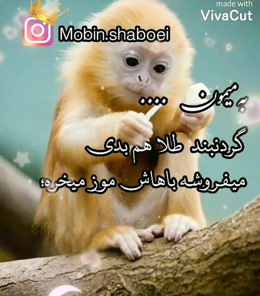 عکس میمون خنده دار برای پروفایل