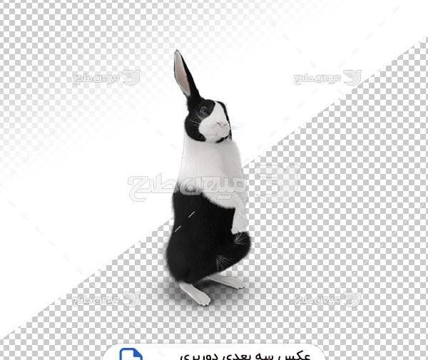 عکس خرگوش سفید مشکی